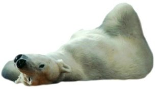Image of a polar bear lounging