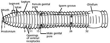 earthworm dissection guide
