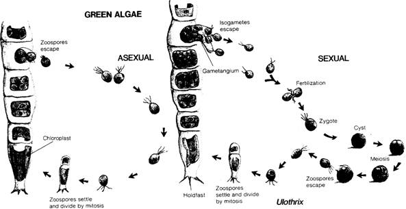Protists & Algae