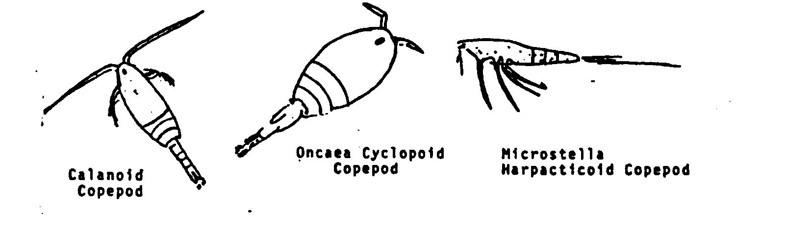 copepods.JPG (62315 bytes)