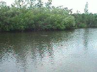 mangro1.jpg (8562 bytes)