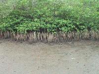 mangro2.jpg (8849 bytes)