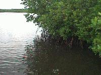 mangro3.jpg (8107 bytes)