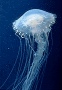 Eastern Nettle Jellyfish