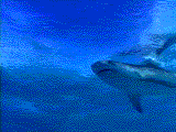 shark swimming
