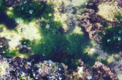 view of green seaweed  Ulva